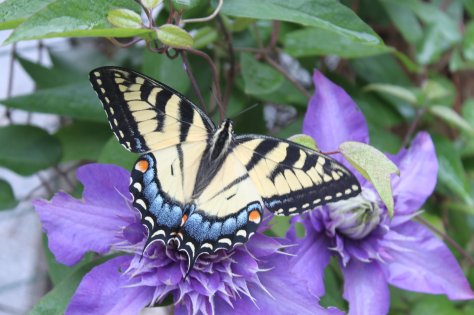 240487_10150262896318623_5224966_o