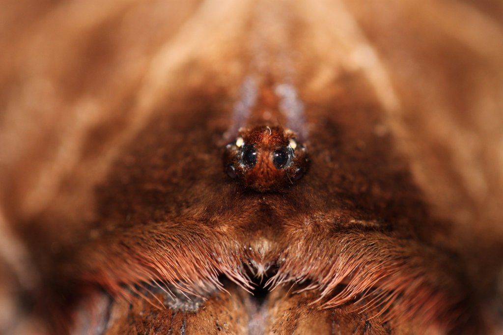 KEEPING INVERTEBRATES AS&nbsp;PETS