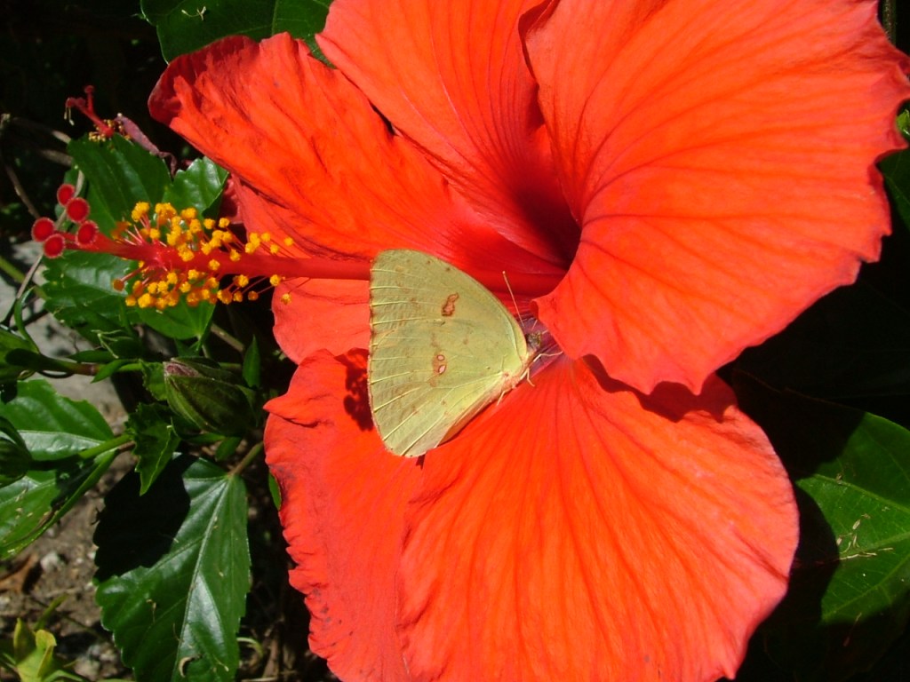 DSCF2328