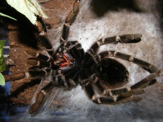 5689_133231628622_8280552_n