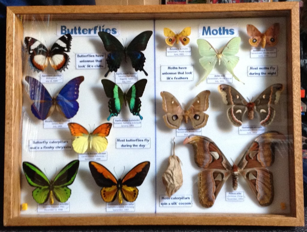 ENTOMOLOGICAL DISPLAYS