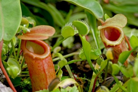 Carnivorous_plants