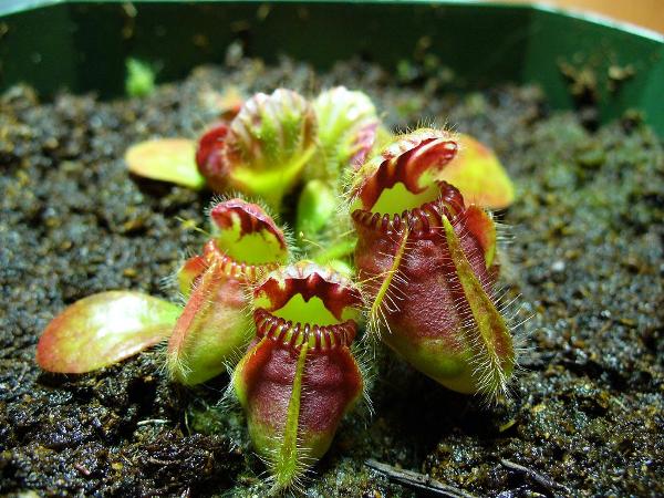 Cephalotus_follicularis_4_by_dom1234