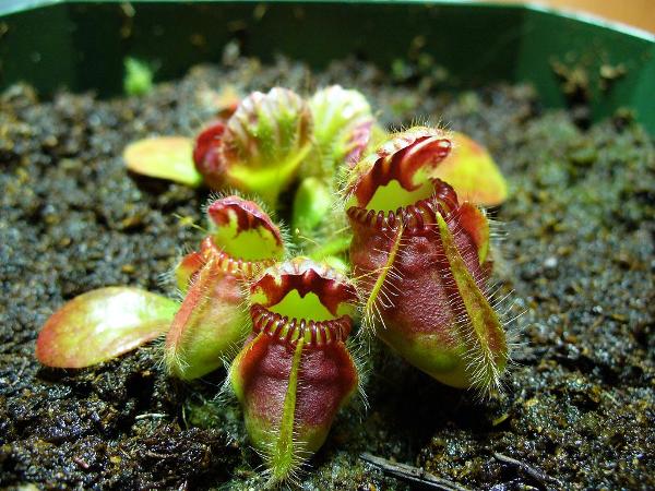 CARNIVOROUS PLANTS – A Hobby That Is Not As Hard As You Think!