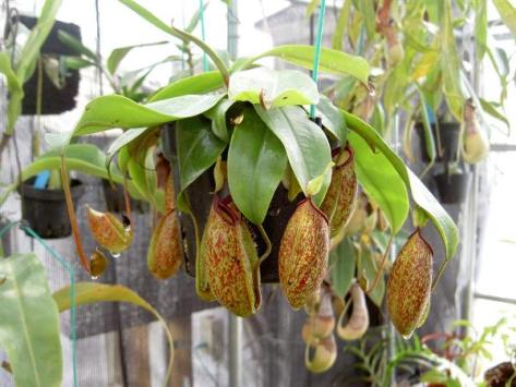 Nepenthes%20tobaica%20x%20ampullaria