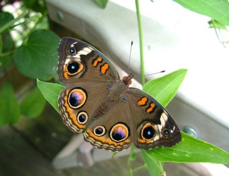 285957_10150339764778623_5639630_oSM