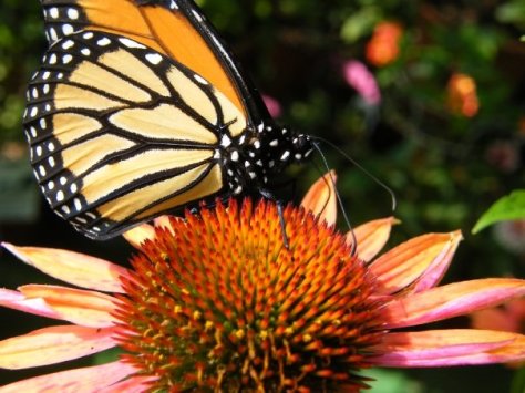 6409_116689313622_5383411_n