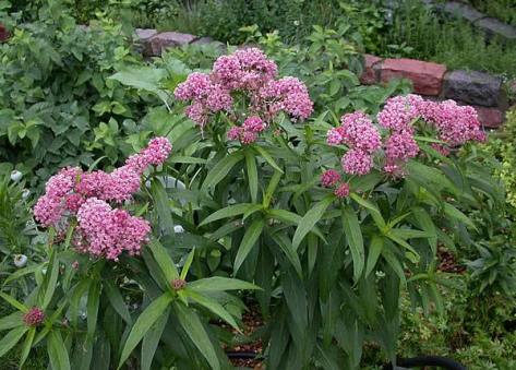 asclepias-incarnata-72098