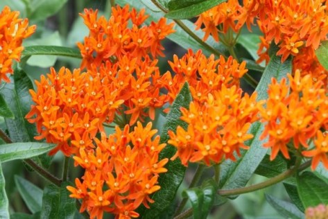 asclepias-tuberosa-interior-fl-atal