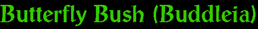 bbush