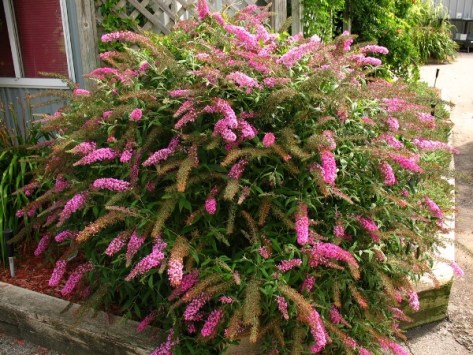 buddleia-pink-delight1