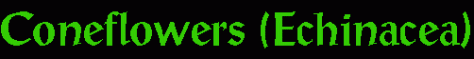 Echinacea