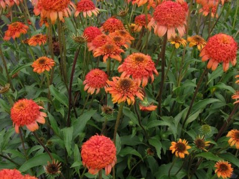 Echinacea_Secret_Lust_Coneflower_Double_Orange