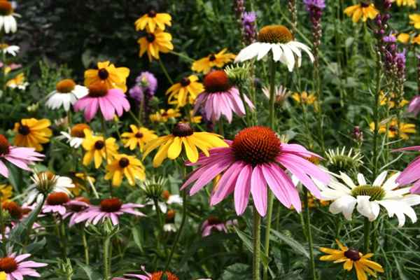 Flowering_cone_flowers