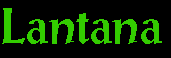Lantana