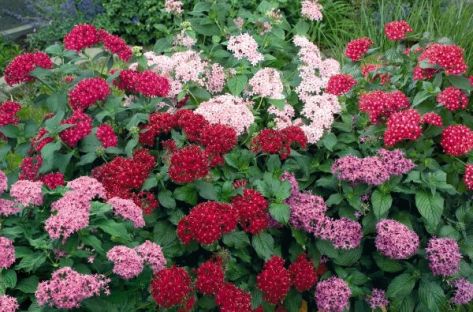 pentas-lanceolata-kaleidoscope-mix-s9410-1
