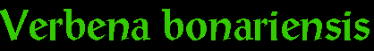 Verbena