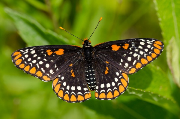 Baltimore-Checkerspot-Euphydryas-phaeton-butterfly-7528