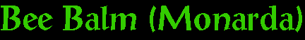 beebalm