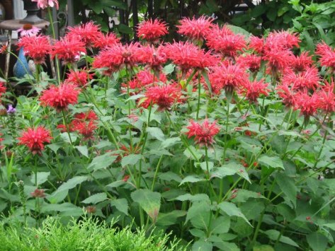 beebalm1