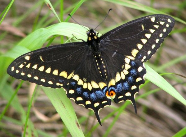 LARVAL FOODPLANTS OF SWALLOWTAIL BUTTERFLIES OF THE EASTERN UNITED STATES