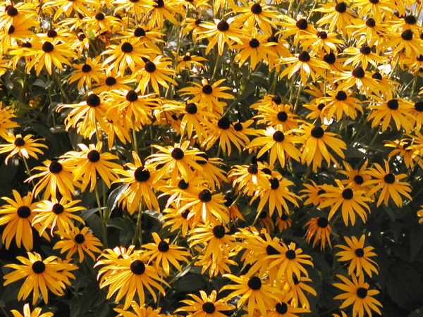Black%20Eyed%20Susan