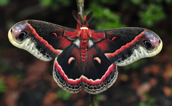 cecropia_2012