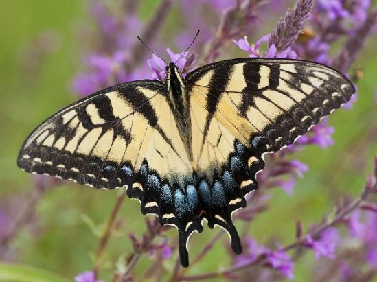 Eastern-tiger-swallowtail-papilio-glaucus