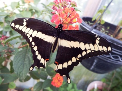 Giant swallowtail