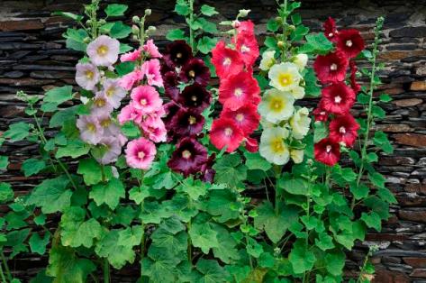 hollyhock-alcea-rosea-flowers-visionspictures