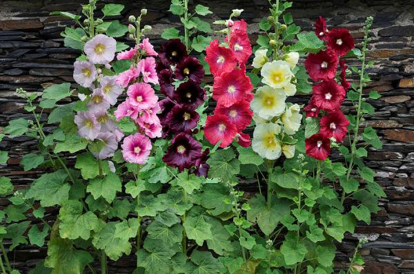 hollyhock-alcea-rosea-flowers-visionspictures