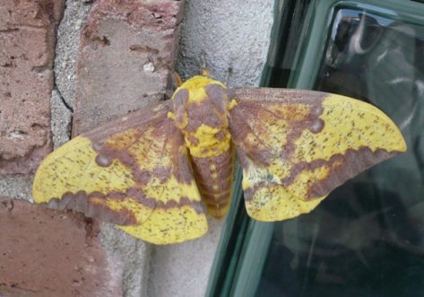 Imperial_moth_Illinois