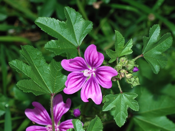 Mallow_January_2008-1