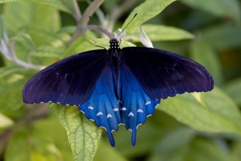 pipevine swallowtail