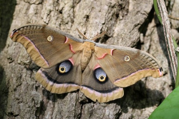 polyphemus