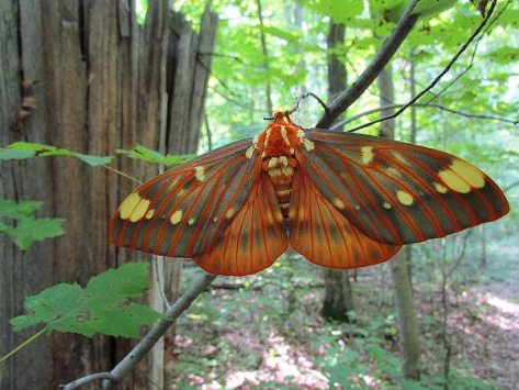 Regal-Moth-Citheronia-regalis