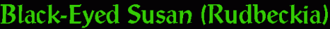rudbeckia