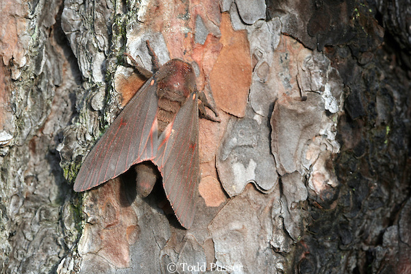 sepulcralis