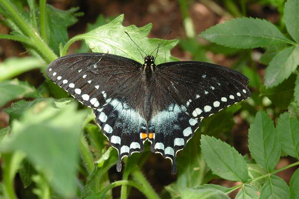 spicebush_swallowtail_dbg_041705_05