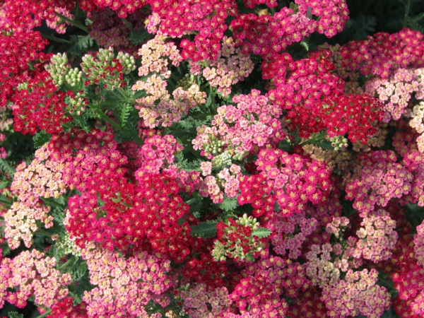 yarrowpink