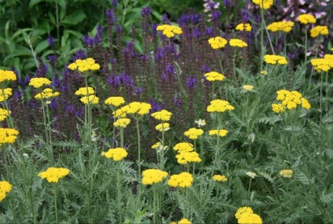 yarrowyellow