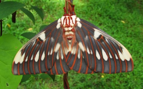 Citheronia splendens with logo