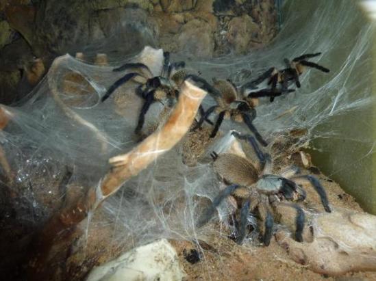 monocentropusb9h6mkcq2gp