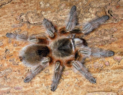 6219748753_bc307c05e2