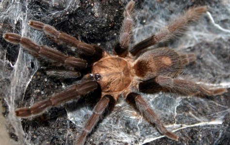 66206_97a7a682effc07fd886a52673bcb1e67