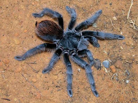 Aphonopelma%20behlei%20Chamberlin%201940,%20female,%20Bradshaw%20Mtns.%20[6000%20feet%20elev.],%20Arizona,%20USA