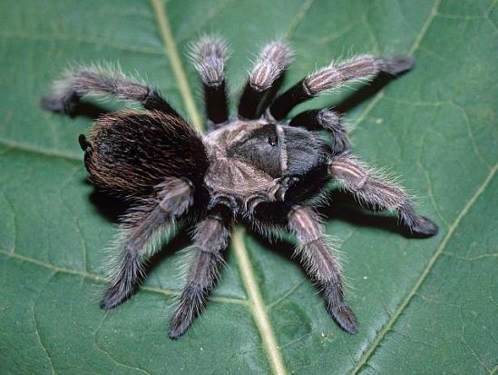 A Pictorial Guide To My Tarantula Collection