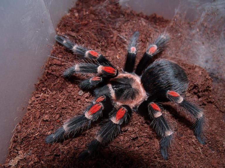 A Pictorial Guide To My Tarantula Collection