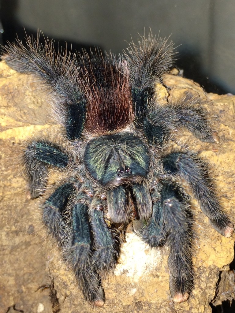 AvicAvic2