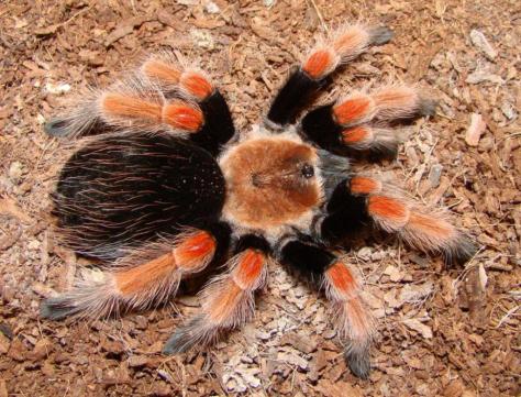 boehdesktop_resolution